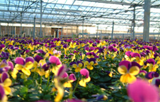 New Maa Durga Nursery
