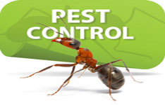 Pest Control India
